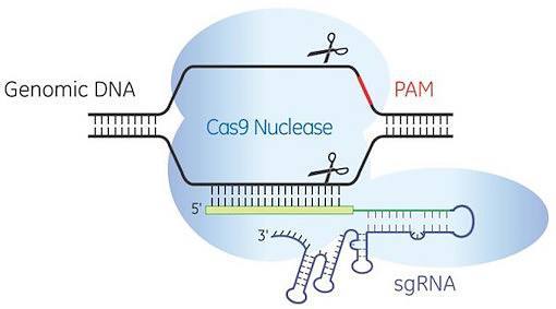 crispr-cas9-600x333