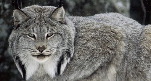 canada_lynx_usfws