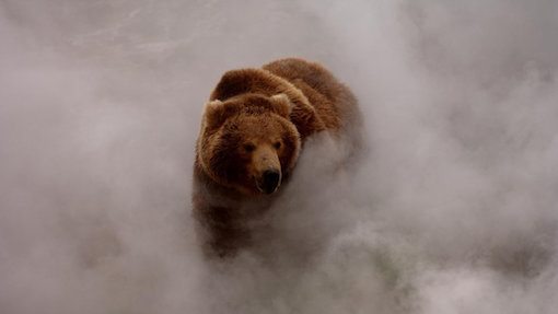 grizphotomattis