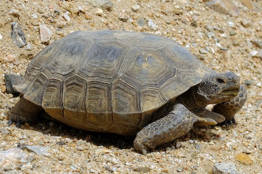 deserttortoise