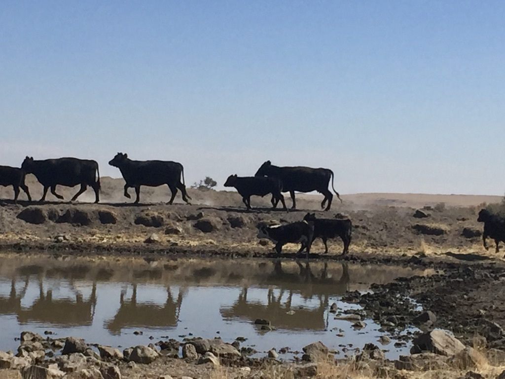 A herd of cattle standing on top of a body of water Description automatically generated