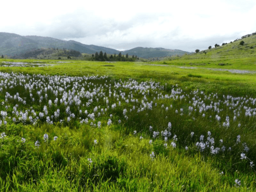 A close up of a lush green field Description automatically generated