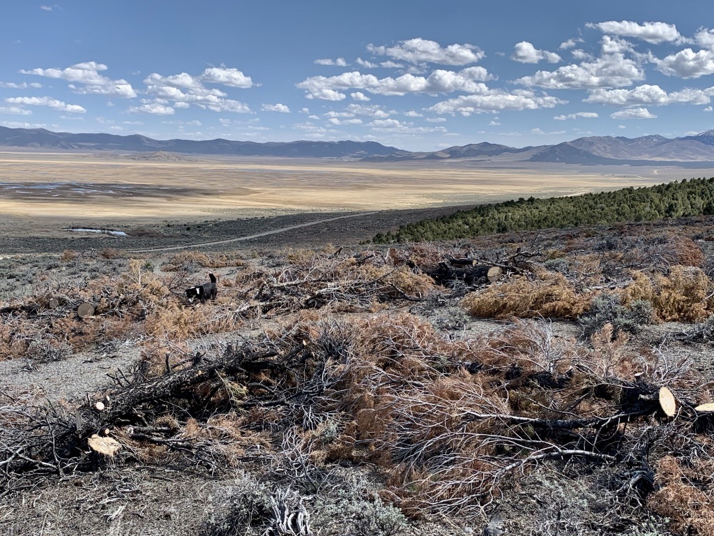 A close up of a desert field with a mountain in the background Description automatically generated