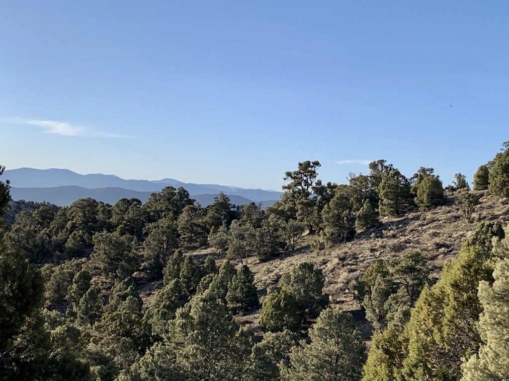 A close up of a hillside next to a tree Description automatically generated