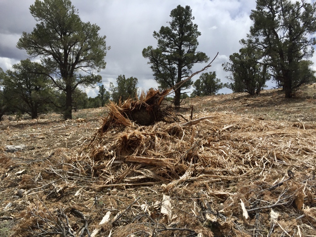 A pile of hay Description automatically generated