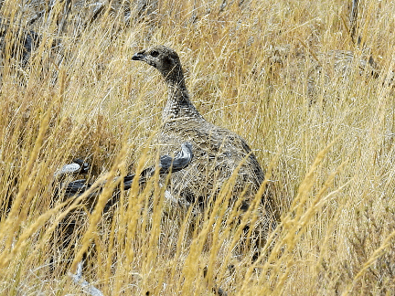 A bird standing on a dry grass fieldDescription automatically generated