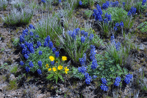 A close up of a flower gardenDescription automatically generated