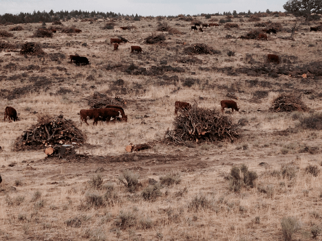 A herd of cattle grazing on a dry grass field Description automatically generated