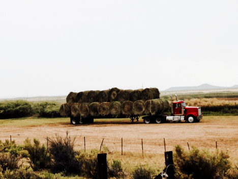 A herd of cattle standing on top of a dry grass fieldDescription automatically generated