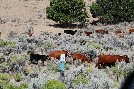 A herd of cattle standing on top of a grass covered fieldDescription automatically generated