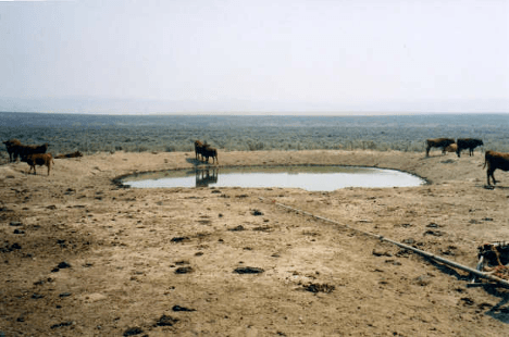 A herd of cattle standing on top of a sandy beach Description automatically generated