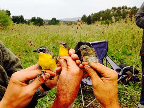 A person holding a birdDescription automatically generated