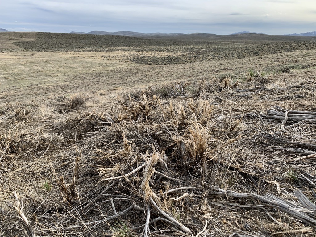 A picture containing grass, hay, outdoor, sky Description automatically generated