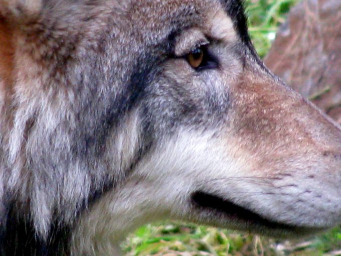 Lawmakers consider bills expanding wolf trapping, hound hunting