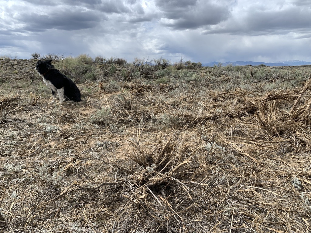 A dog running in a dry field Description automatically generated with low confidence