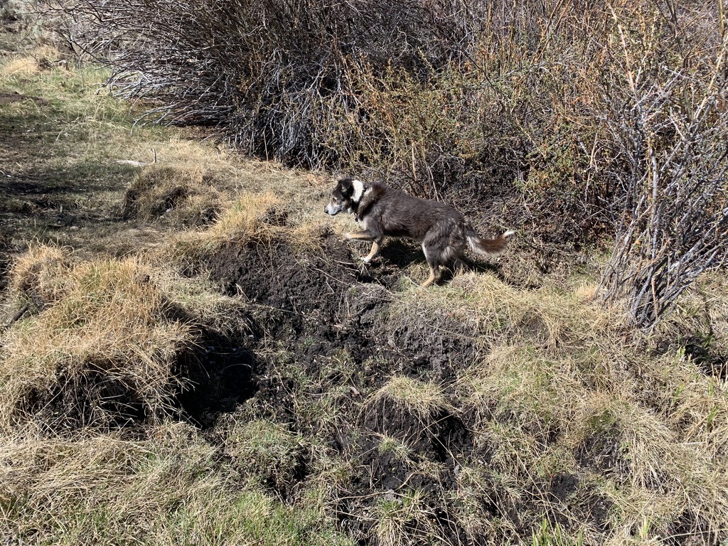 A picture containing grass, outdoor, tree, mammal Description automatically generated