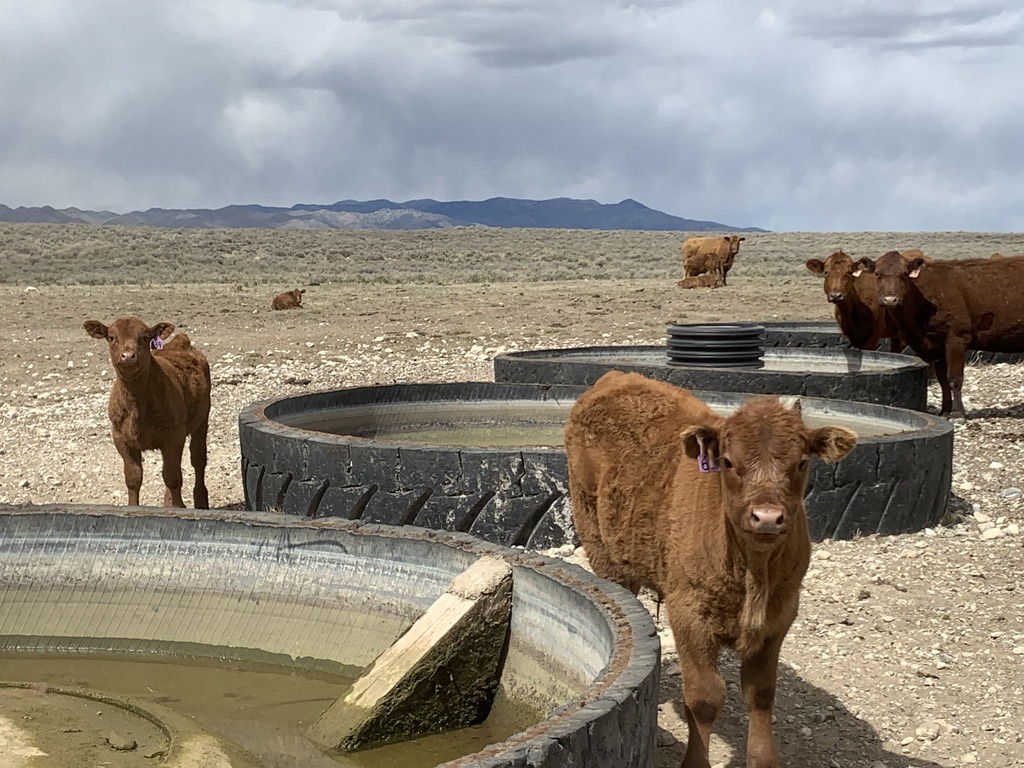 A picture containing sky, outdoor, cow, mammal Description automatically generated