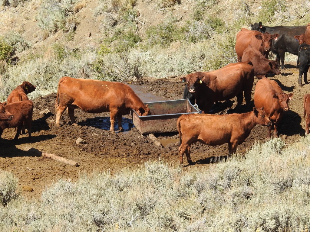 A herd of cows in a field Description automatically generated with low confidence