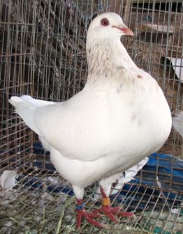 A white chicken in a cage Description automatically generated with medium confidence