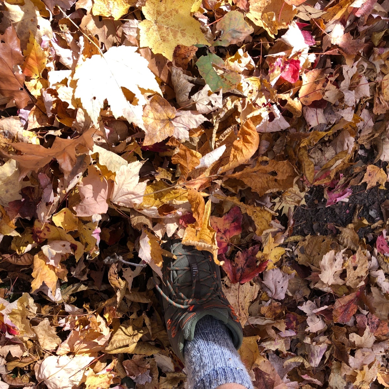 A person's foot in a pile of leaves Description automatically generated with medium confidence