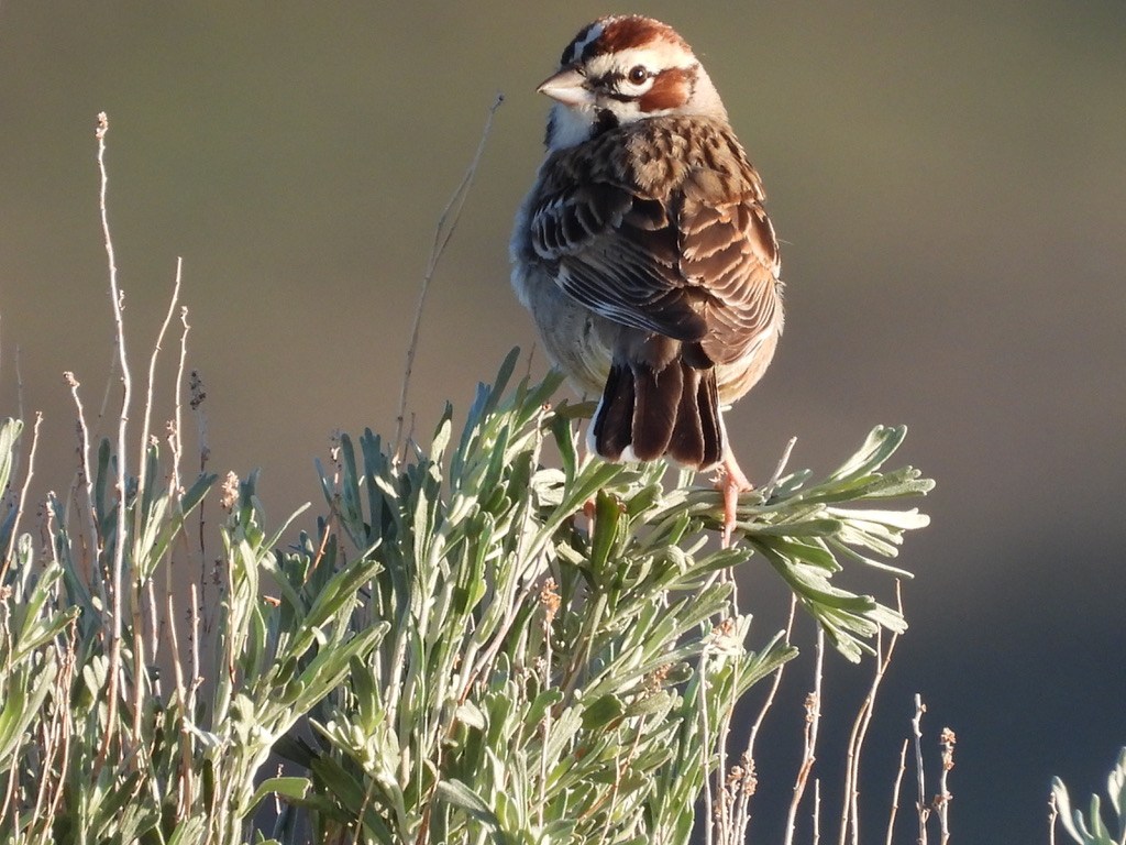 A bird perched on a plant Description automatically generated with medium confidence