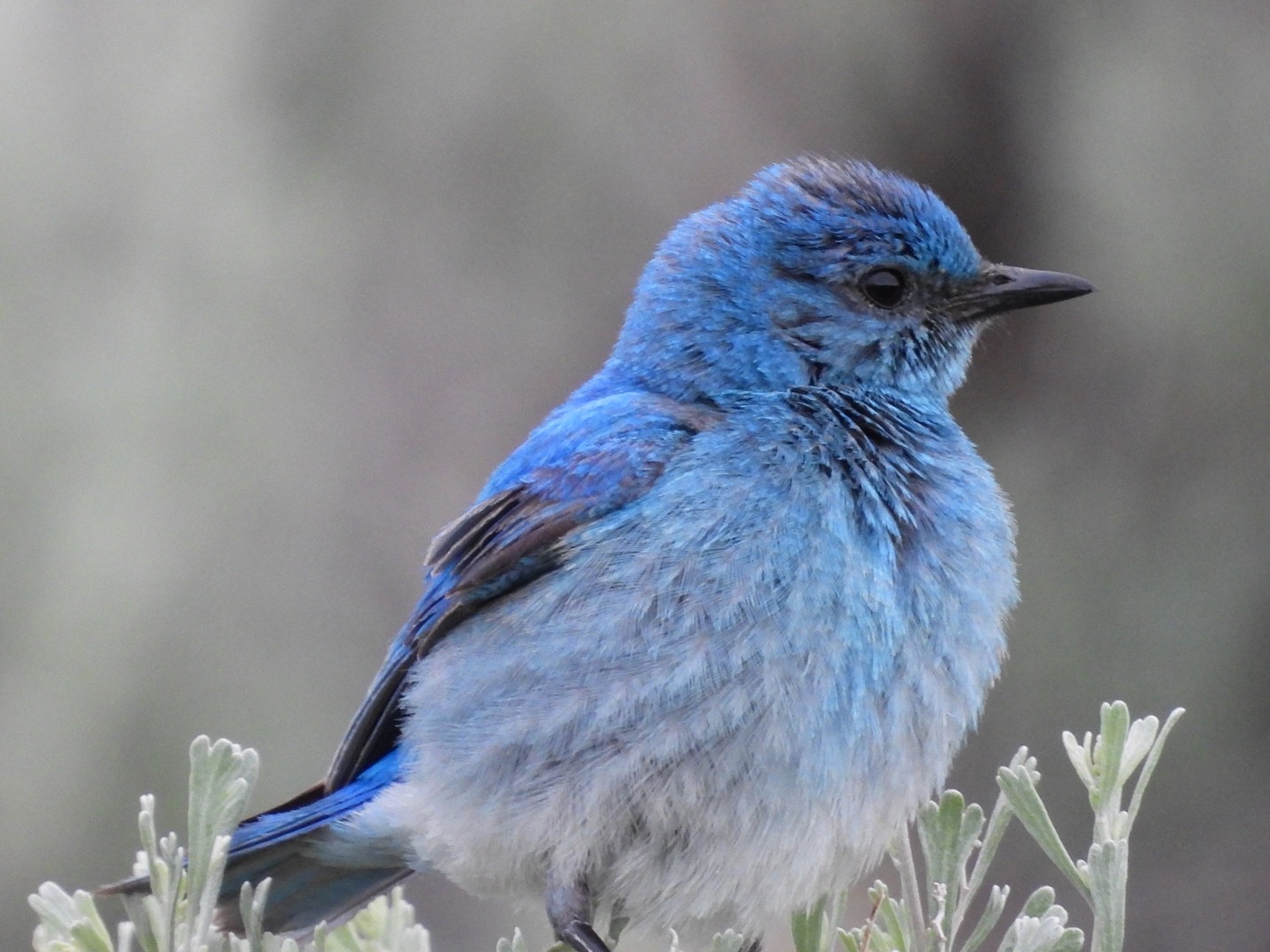 A blue bird standing on a plant Description automatically generated with low confidence