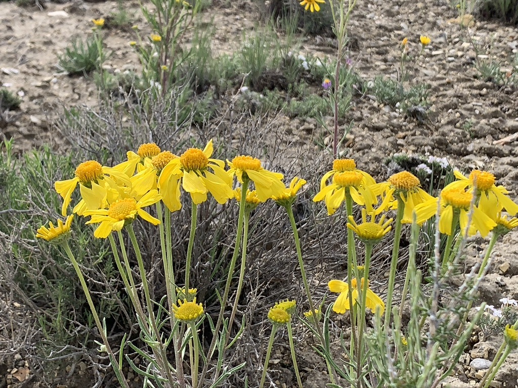 A group of yellow flowers Description automatically generated with medium confidence