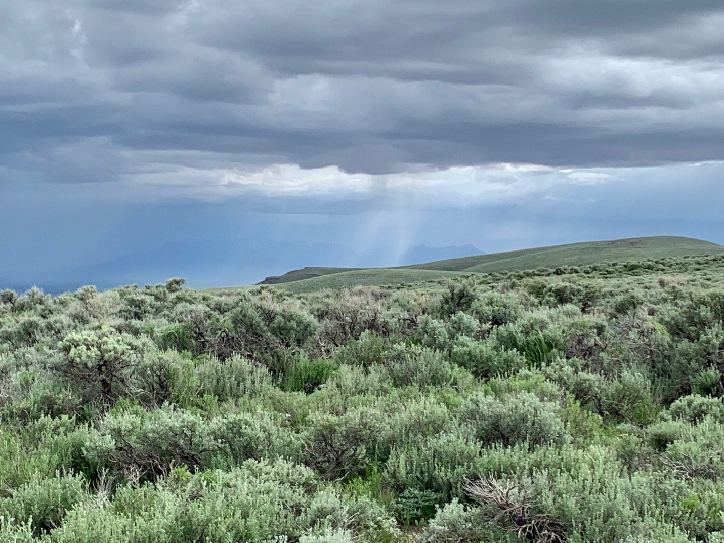 A picture containing cloud, outdoor, grass, plant Description automatically generated