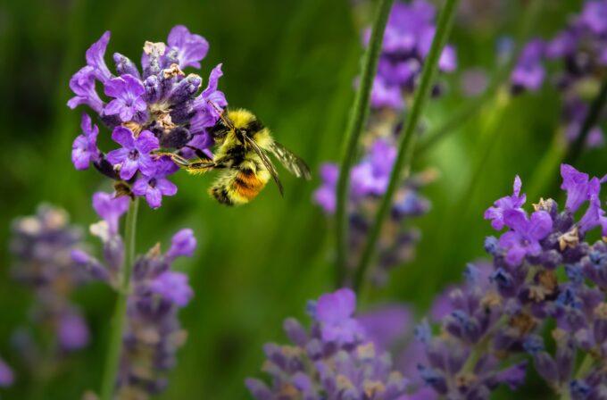 Image of bee on flower.