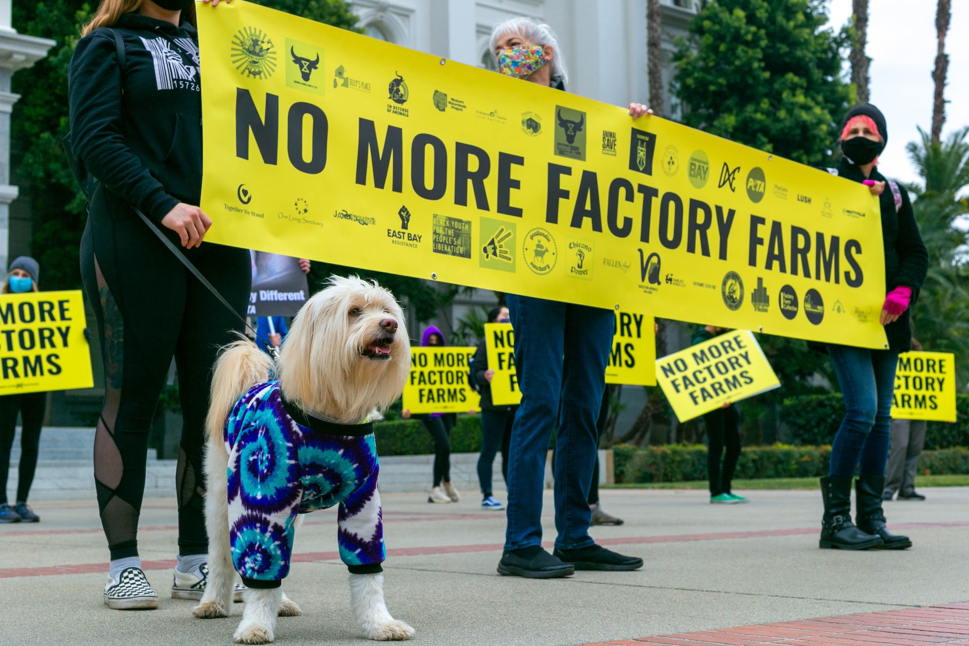 A Surprising Win for Animal Rights…and Democracy - Vimarsana News