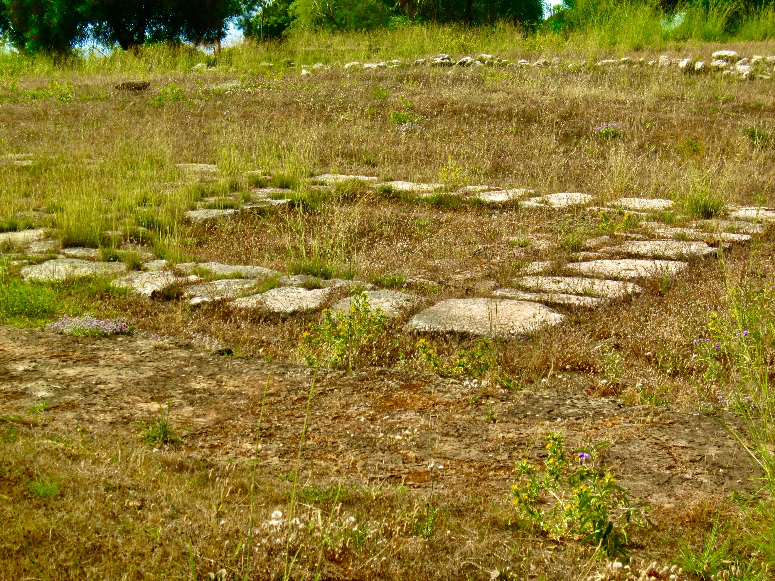 A stone path in a fieldDescription automatically generated