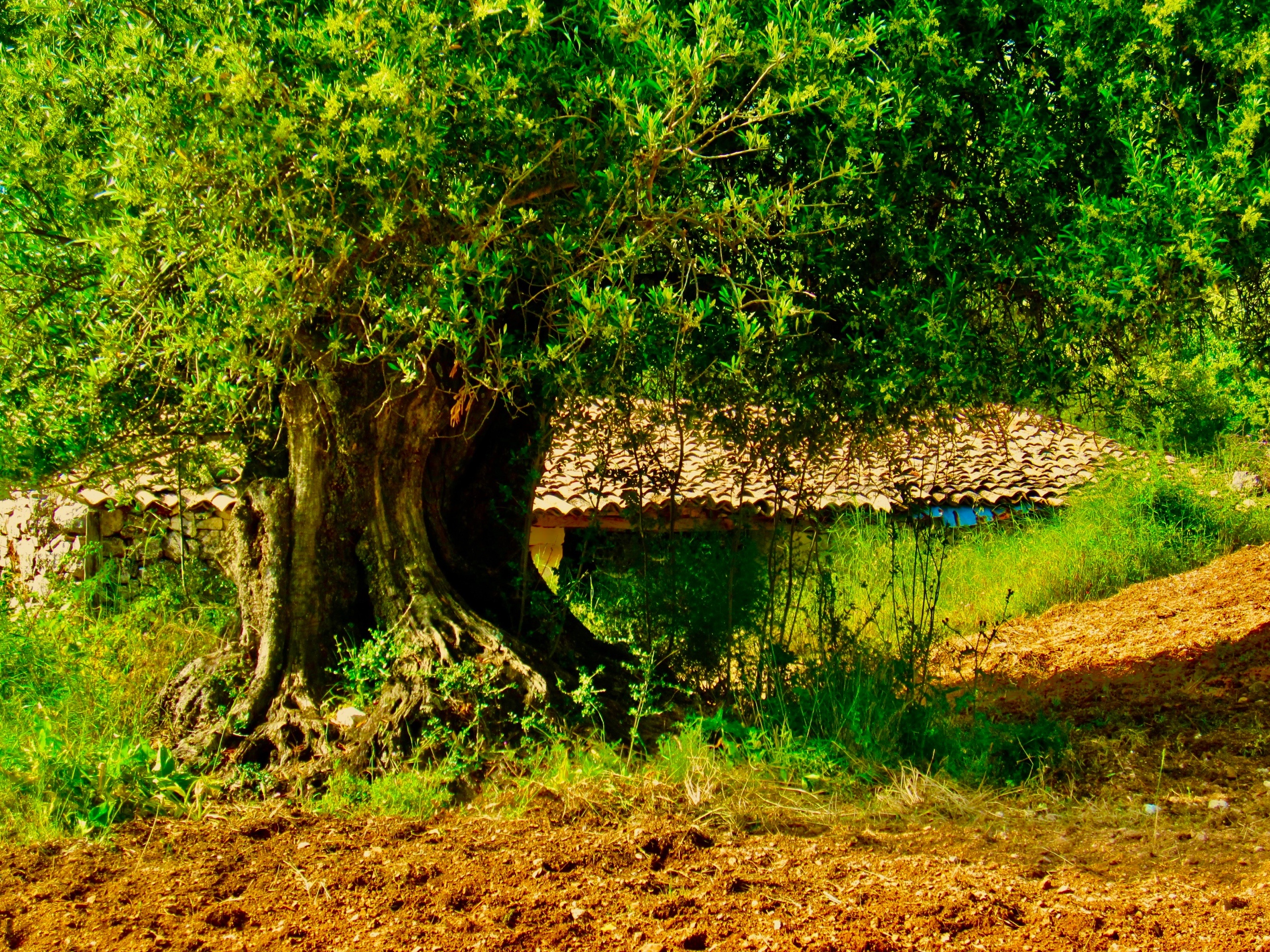 A tree with a large trunk Description automatically generated