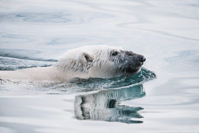 Image of polar bear swimming.