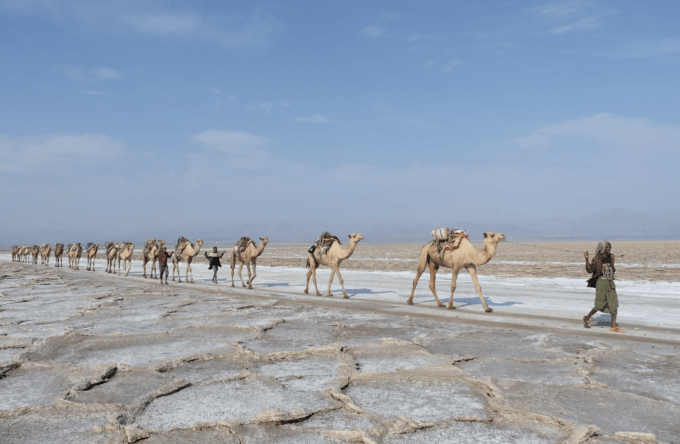 Image of people walking in the desert with camals.