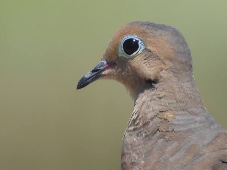 A close up of a bird
Description automatically generated