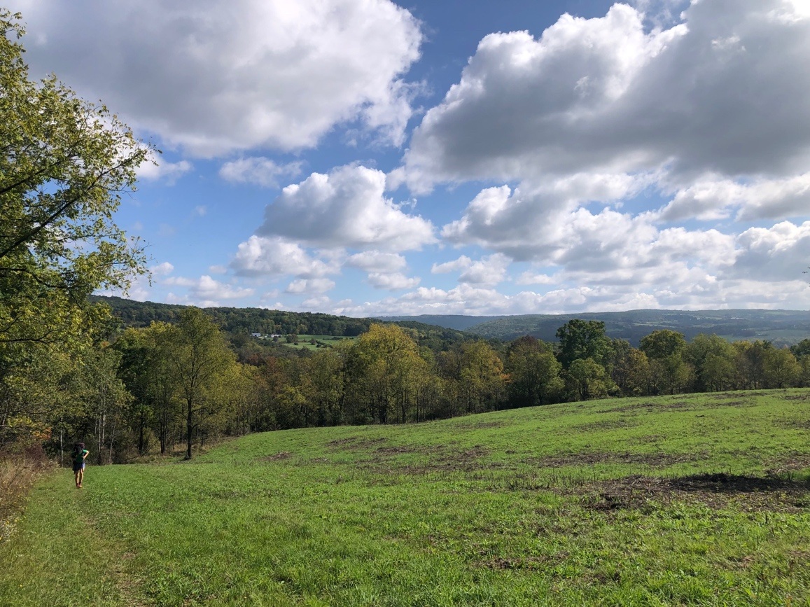 A grassy field with trees and hills in the backgroundDescription automatically generated