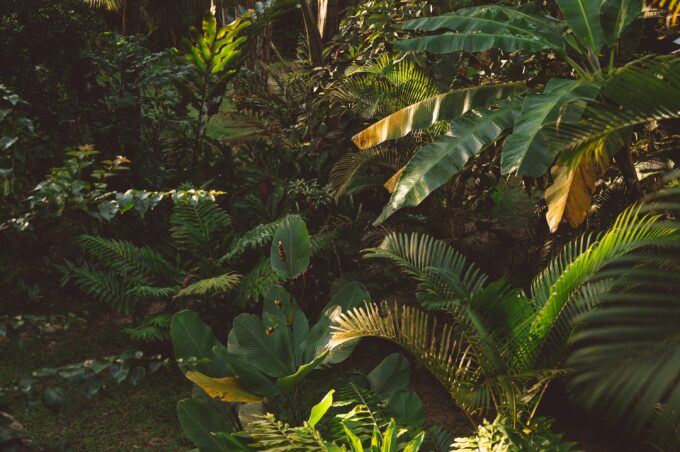 Image of a rainforest leaf.