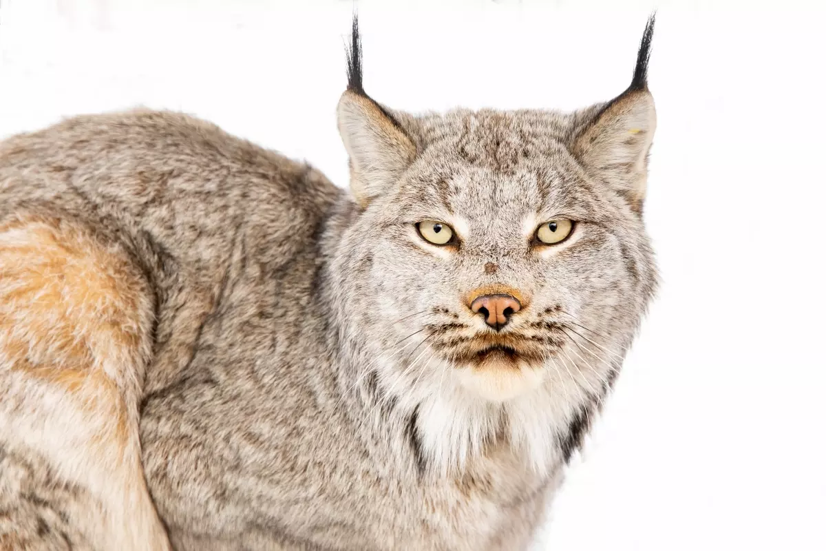 Canada Lynx: Denial and Loss