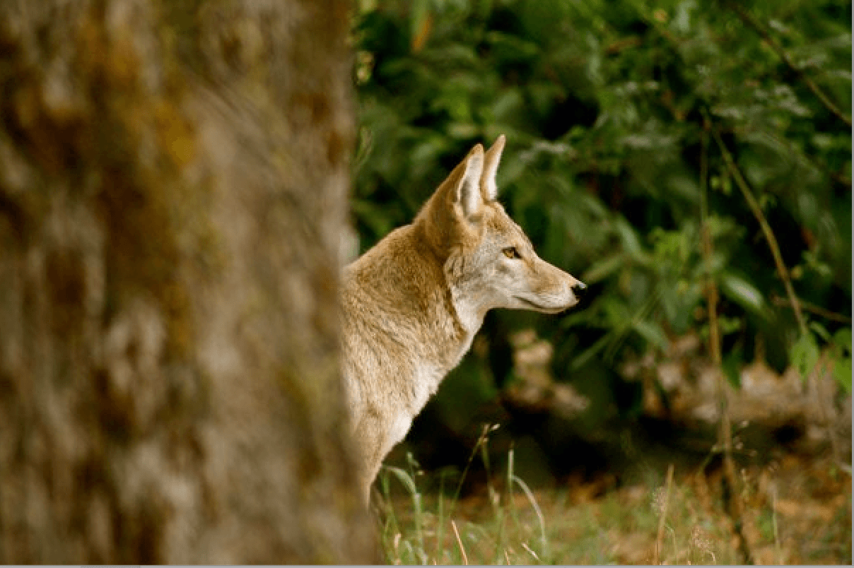 do-other-animals-have-consciousness-counterpunch