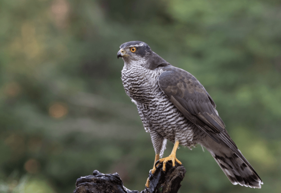  The Department of Interior Board of Land Appeals Vacates the BLM’s Decision to Slash and Burn 560,000 Acres of Habitat in Utah’s Indian Peak Watershed