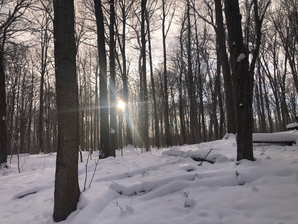 A snow covered ground with treesDescription automatically generated