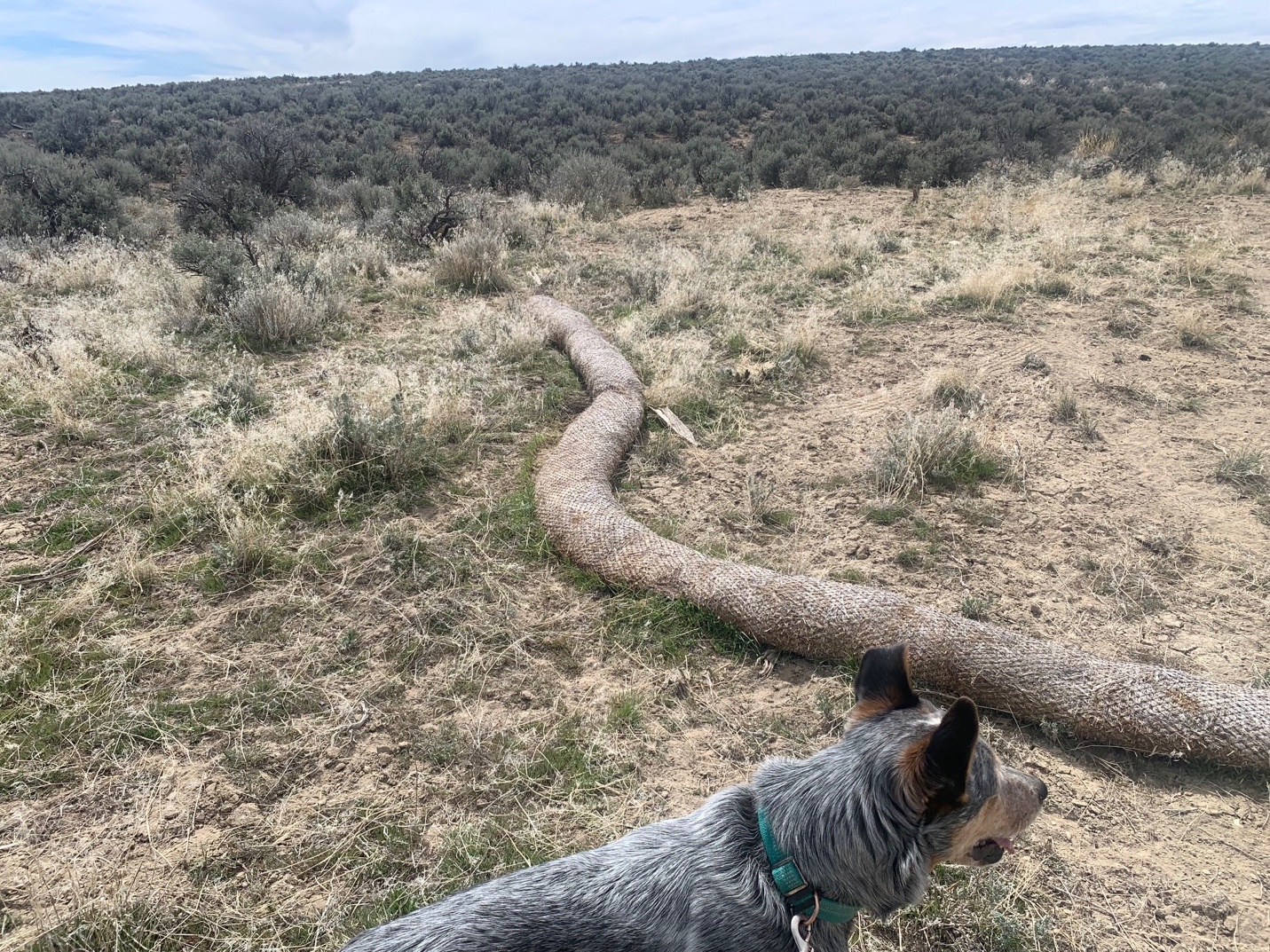 A dog standing in a fieldDescription automatically generated