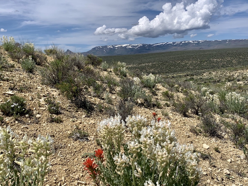 A landscape with a mountain and flowersDescription automatically generated