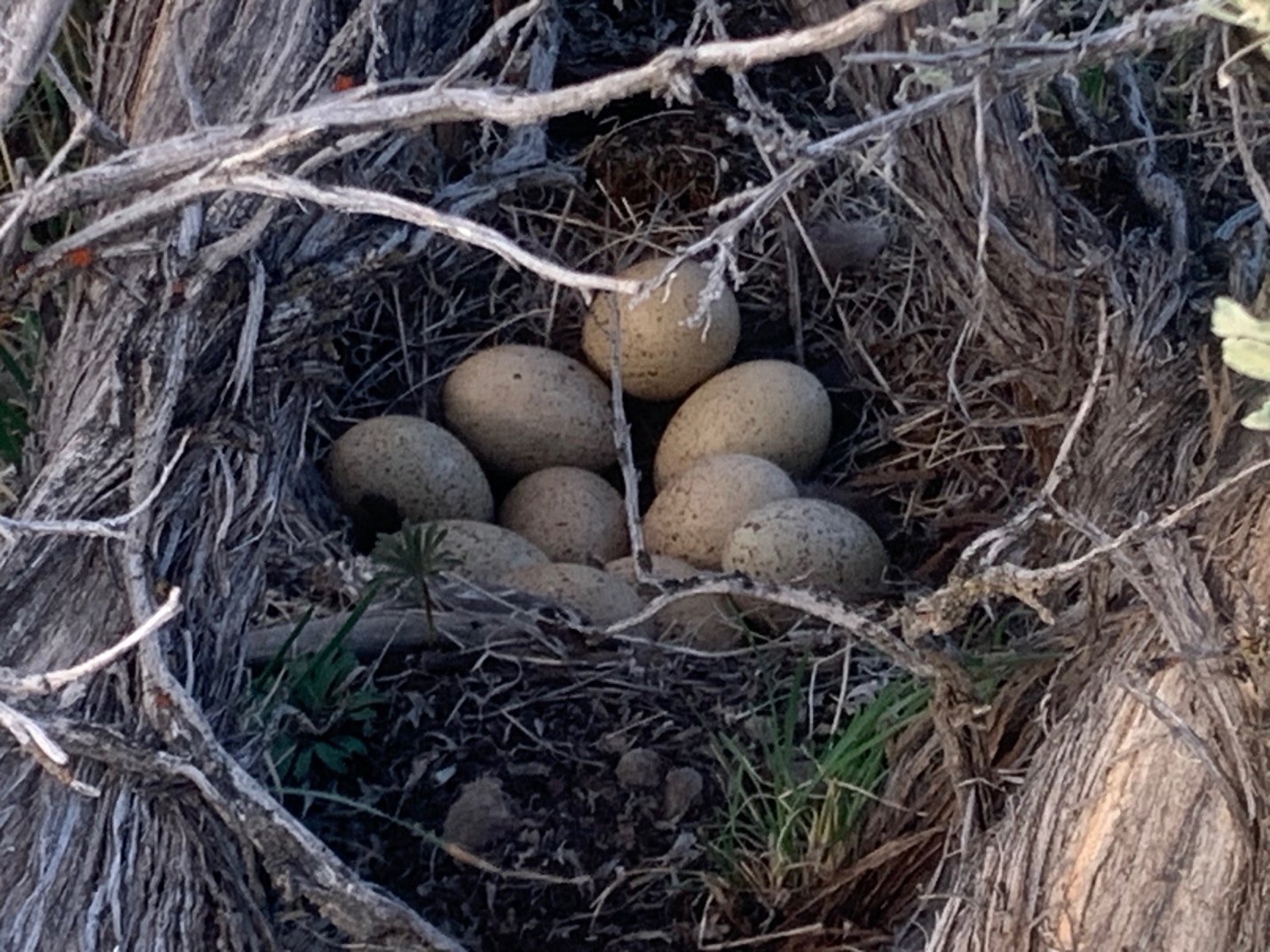 A nest with eggs in itDescription automatically generated
