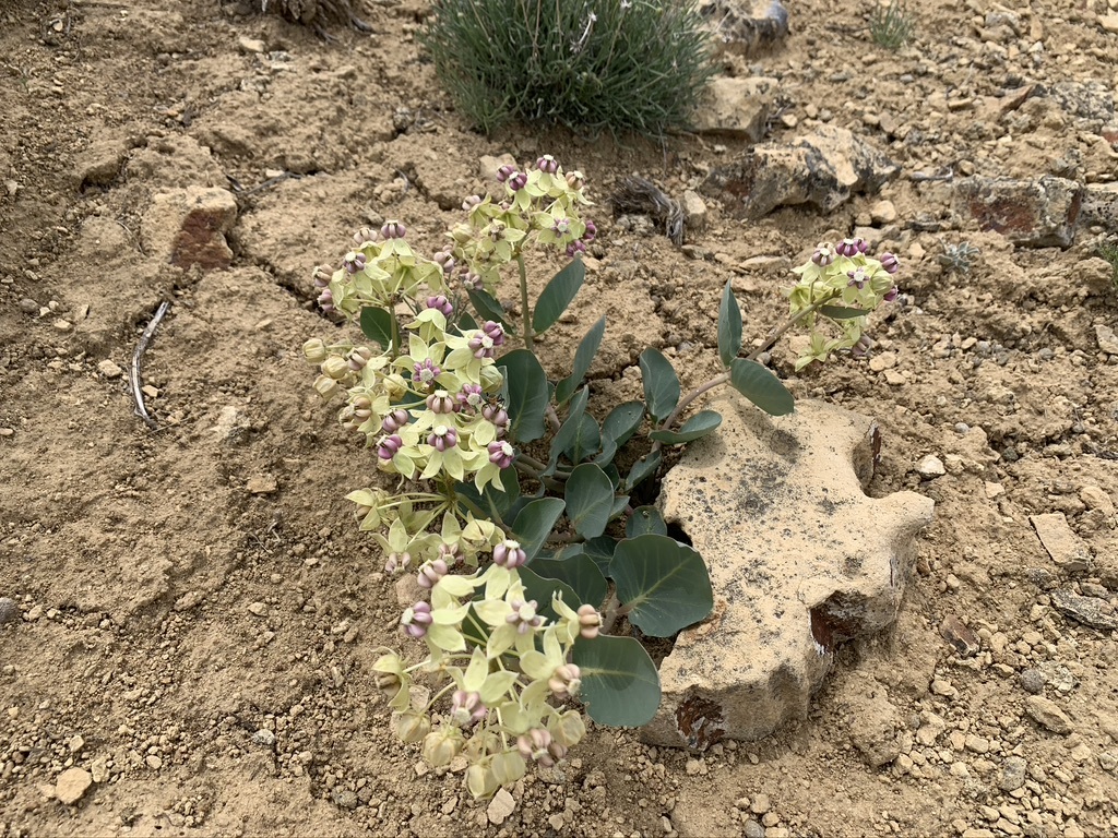 A plant growing out of the groundDescription automatically generated