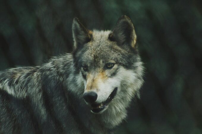 From Cochise to Congress: How Local Extremism Threatens Wolves—and the Endangered Species Act
