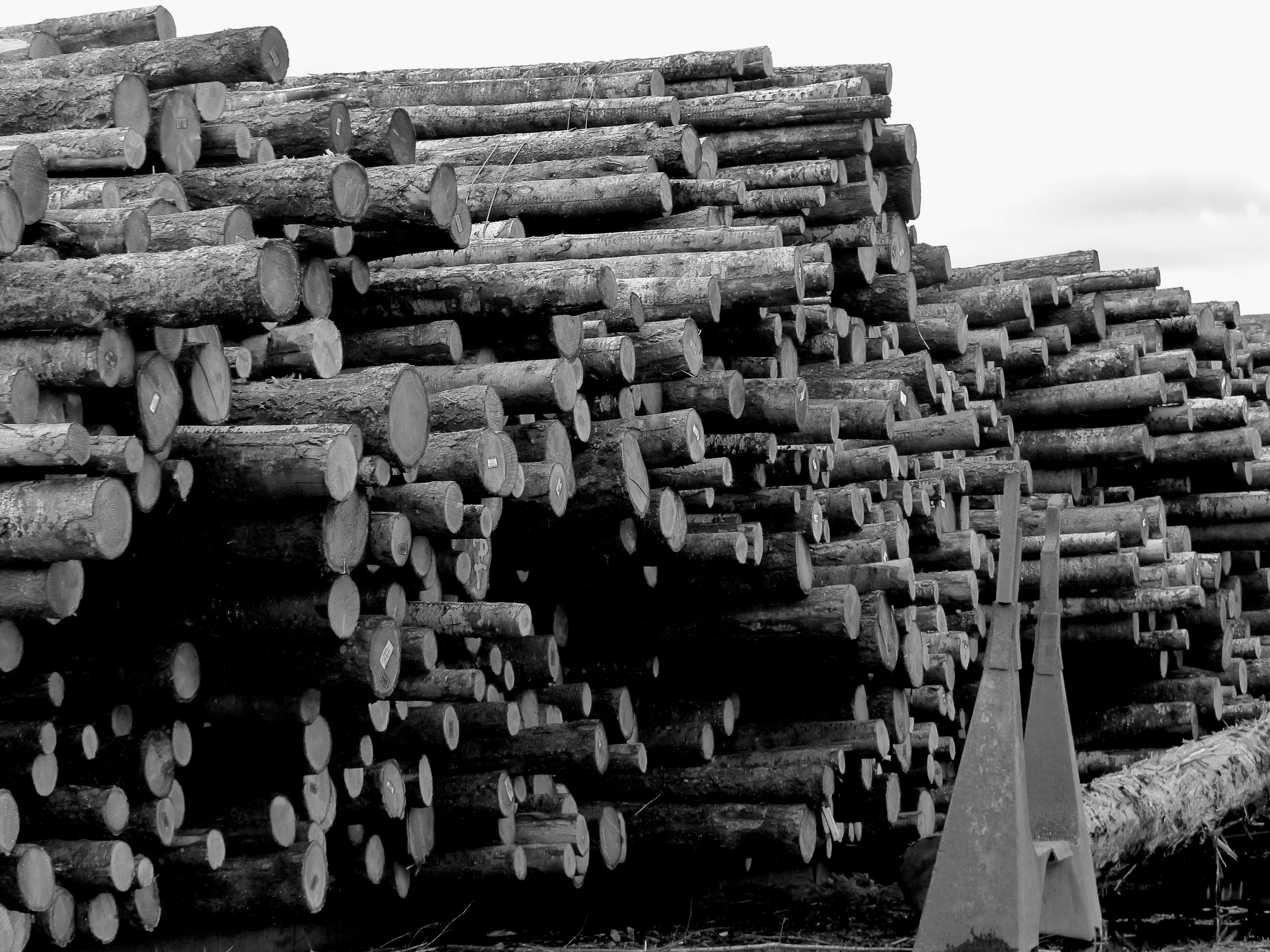 Conservation advocates sue Flathead Forest Service and U.S. Fish and Wildlife Service to Stop Another Massive Clearcutting Project West of Whitefish, Montana