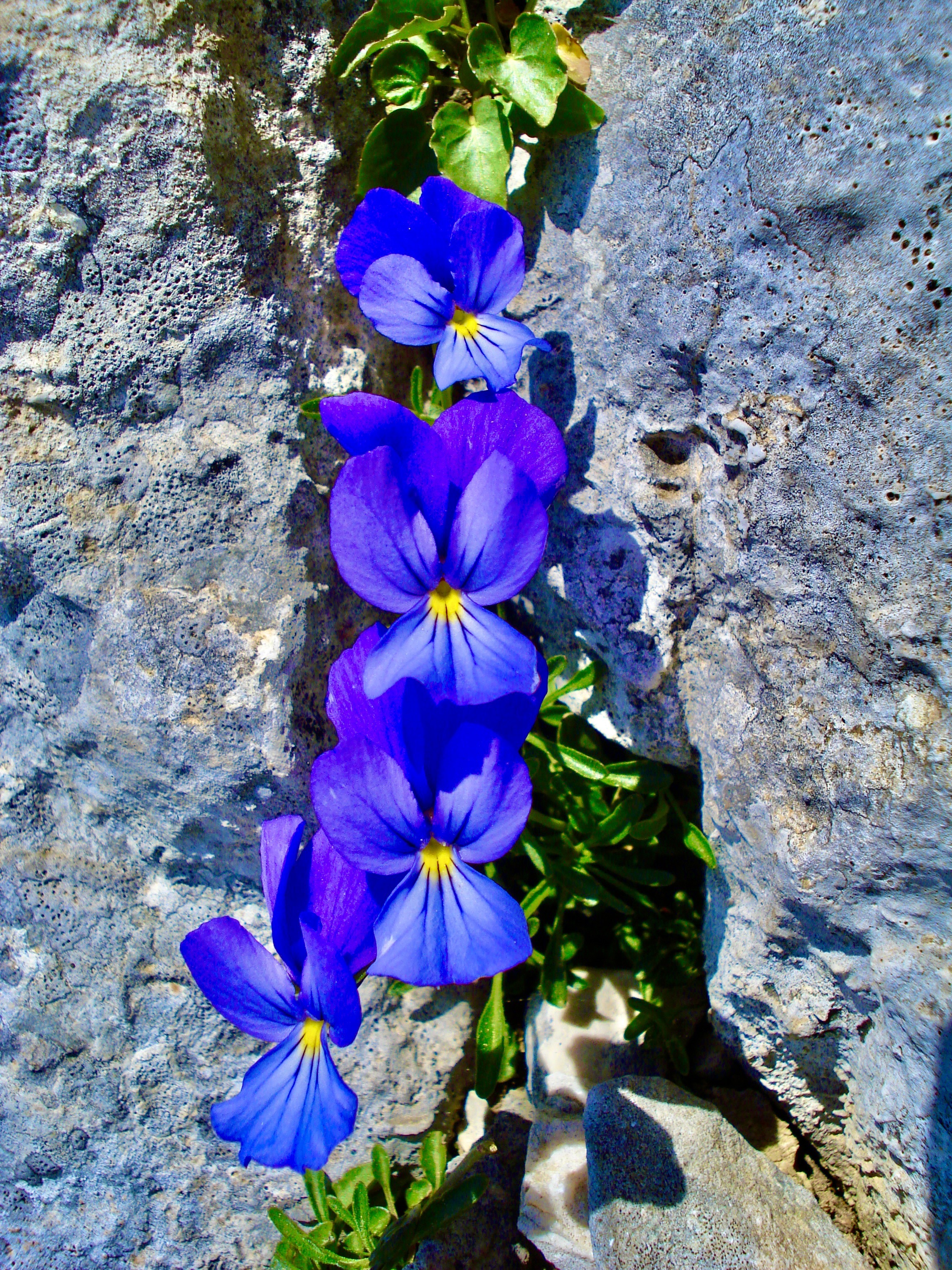 A group of blue flowers growing between rocksAI-generated content may be incorrect.