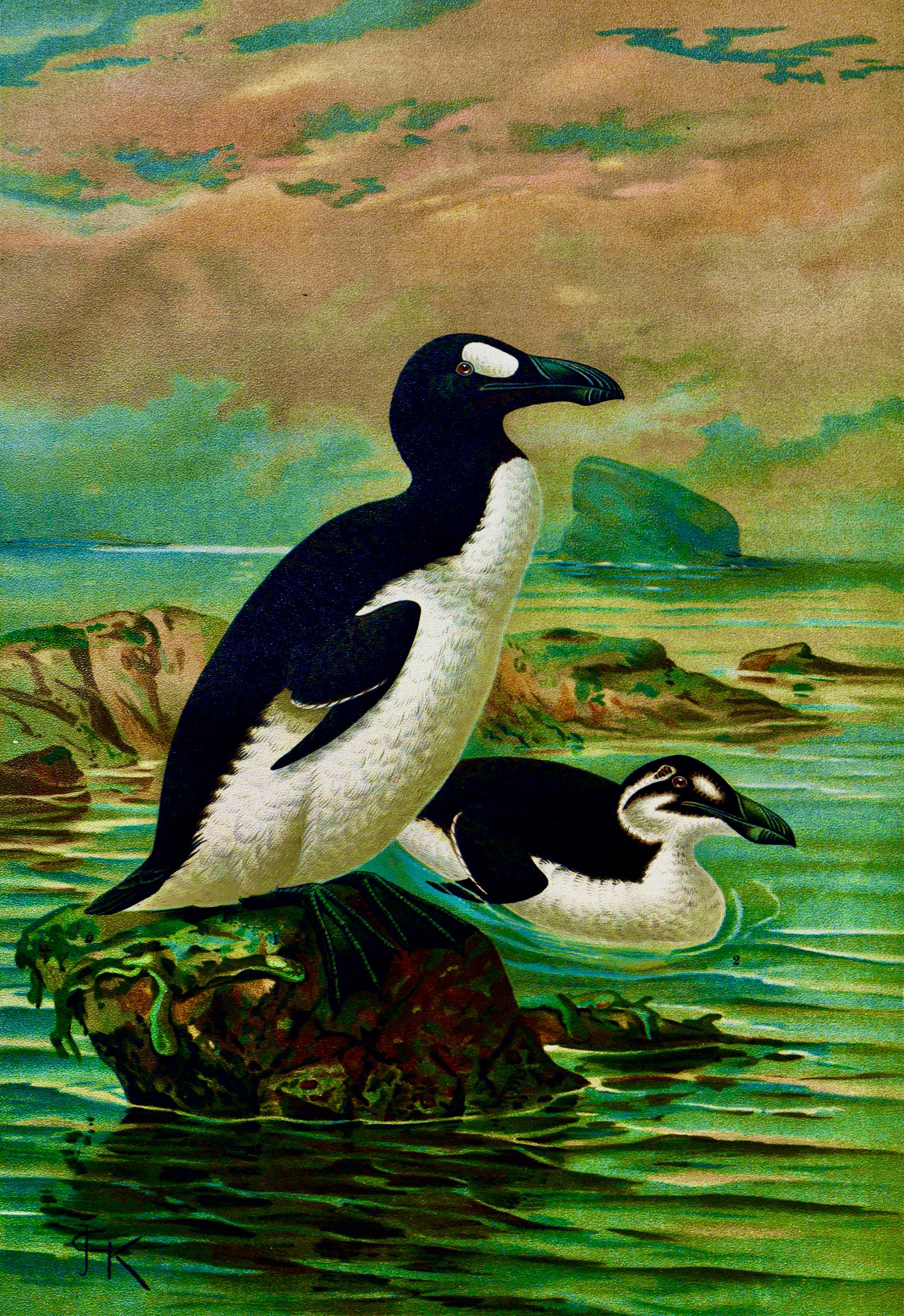 A couple of penguins on a rock AI-generated content may be incorrect.