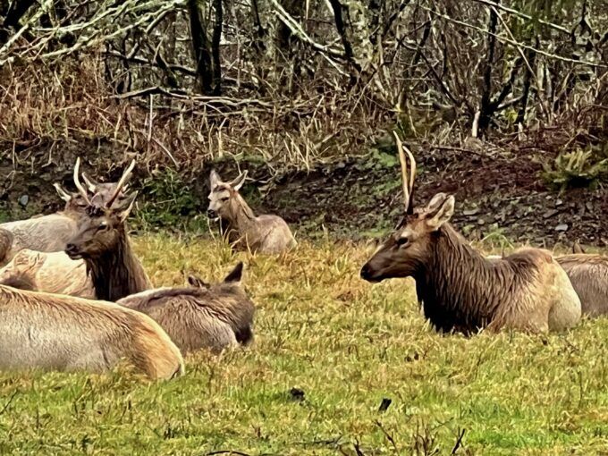 Elk, Not Wild Bison, Have Transmitted Brucellosis to Montana Cattle in Every Case